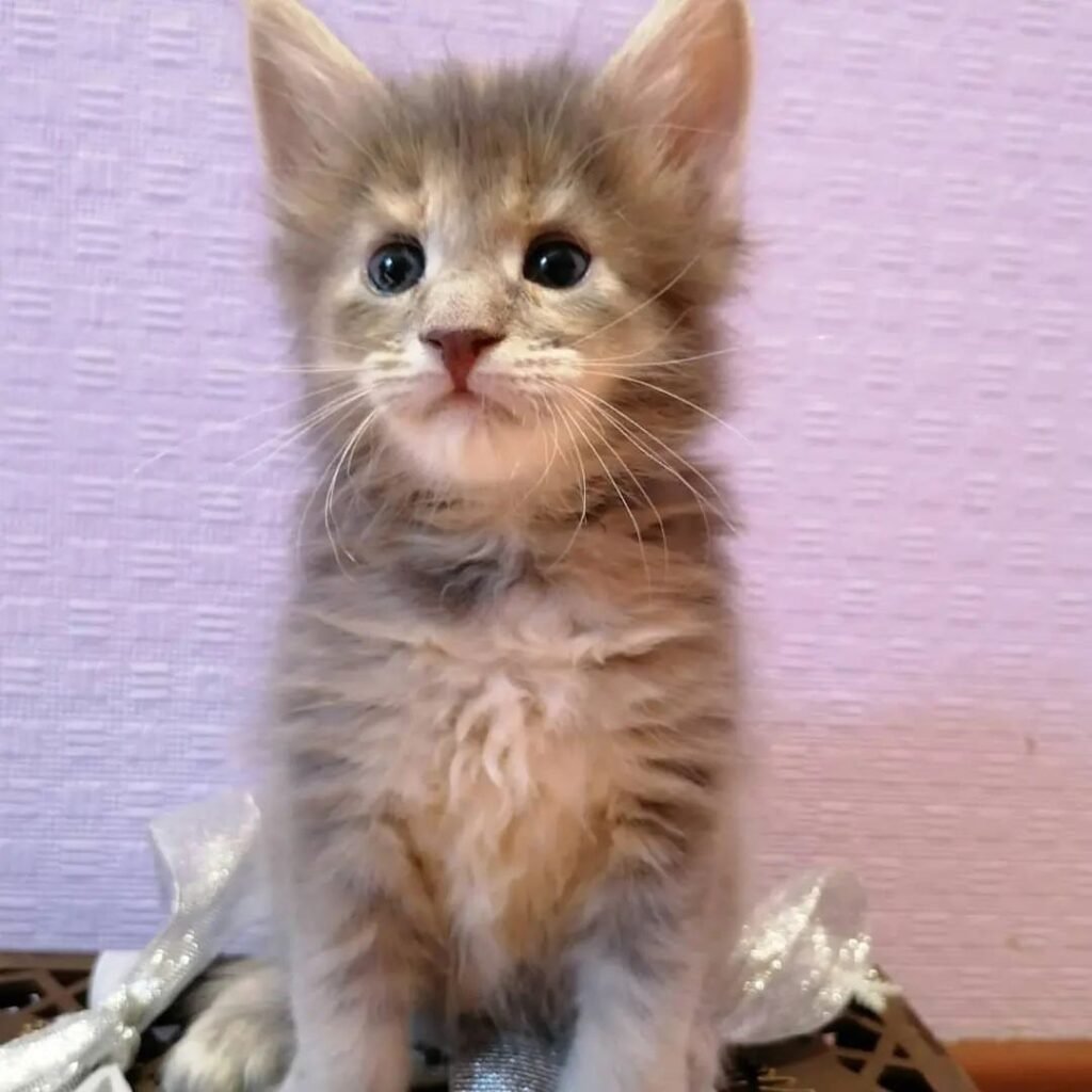 grey maine coon