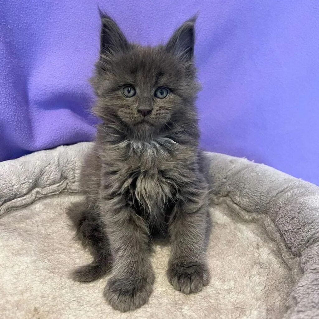 grey blue maine coon