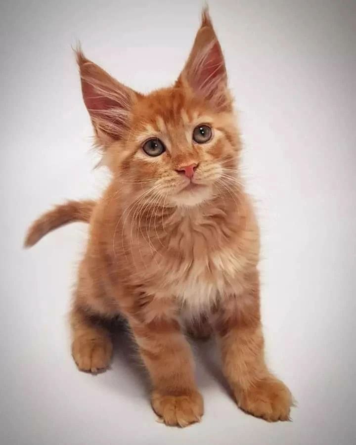 ORANGE MAINE COON KITTEN